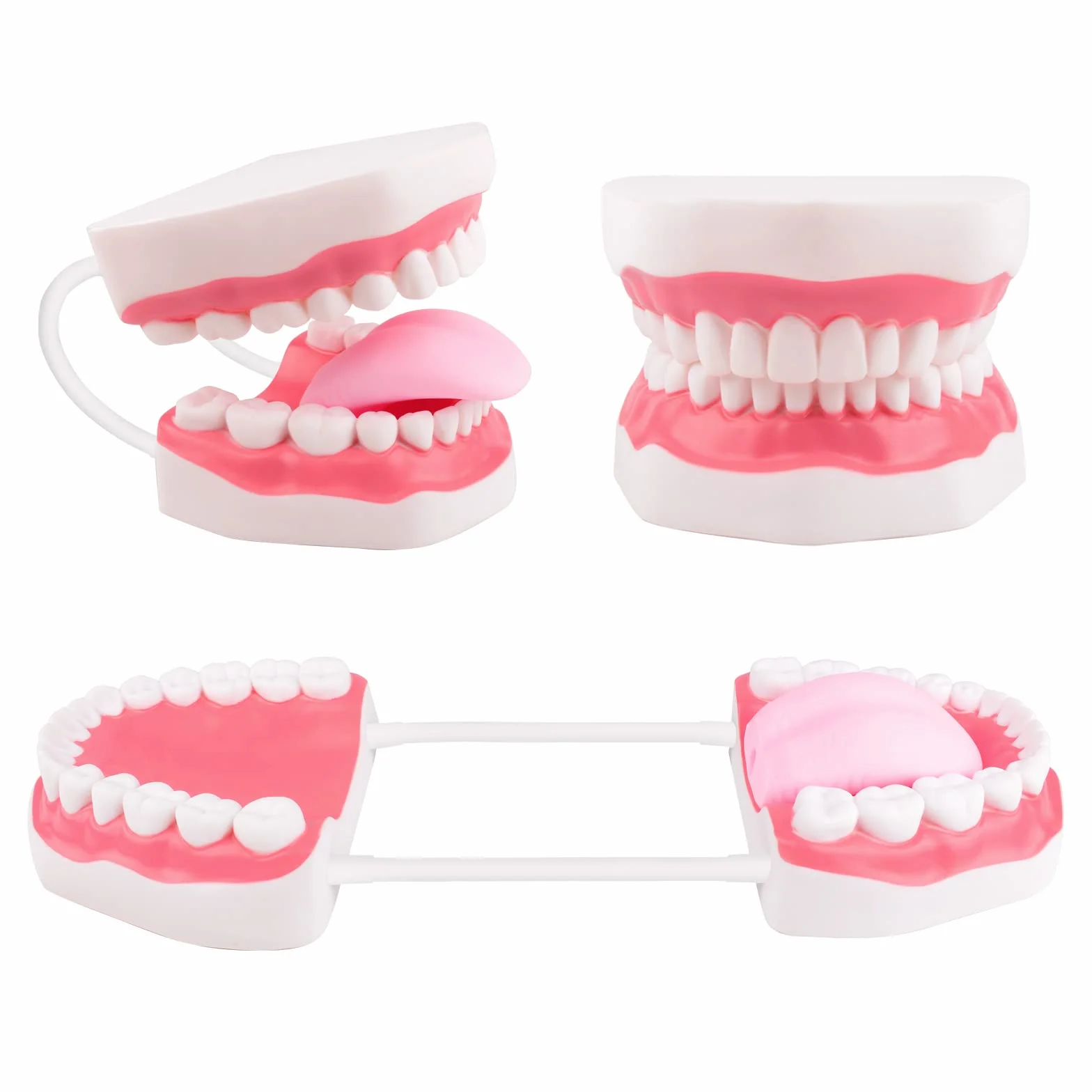 Ultrassist Modello Dentale 6x Ingrandito con Spazzolino per Insegnamento Spazzolatura Bambini