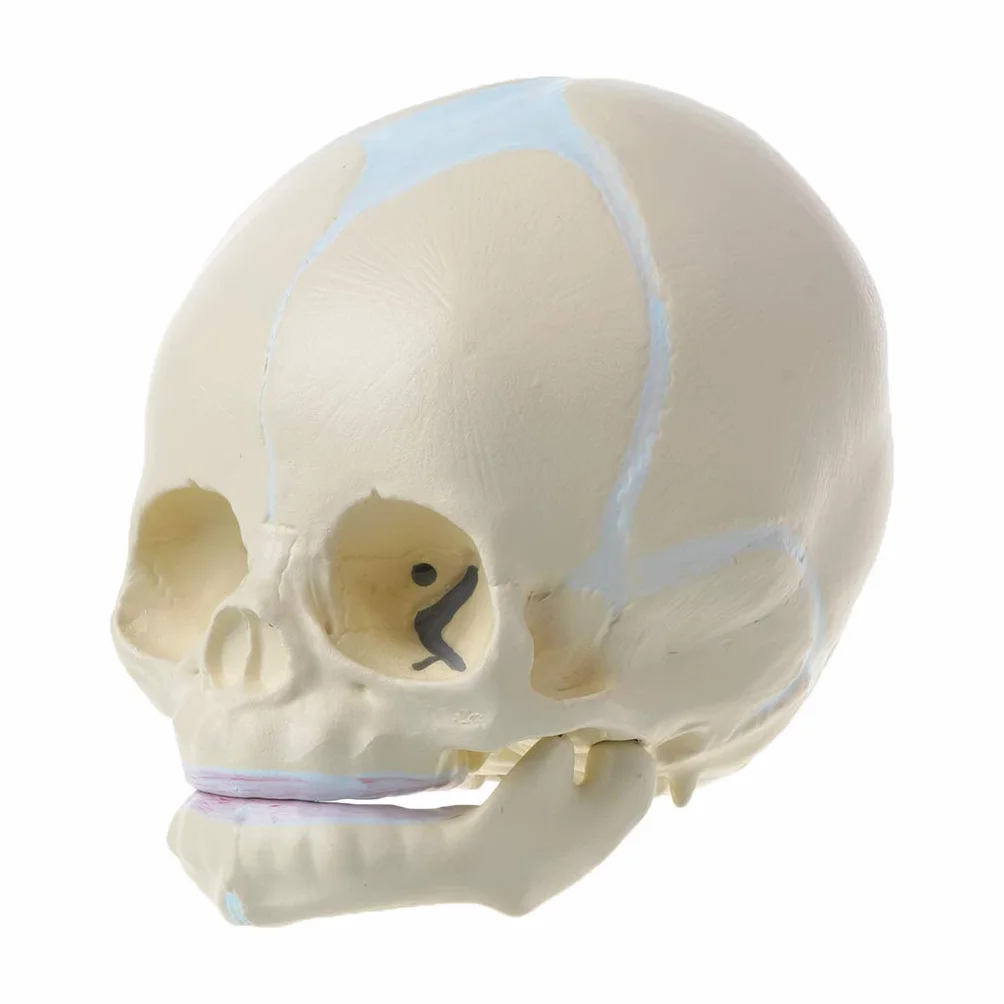 Ludzki Model Czaszki Noworodka Płodu 1:1