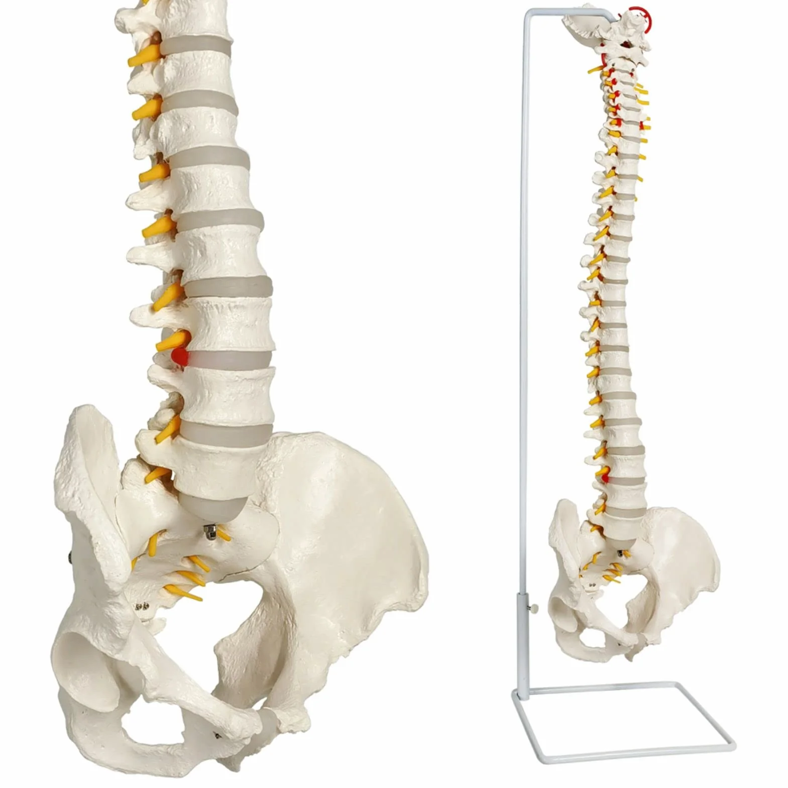 Modelo de columna vertebral flexible a tamaño natural 33 pulgadas (85 cm) con médula espinal, vértebras, nervios, arterias, lumbar, pelvis y soporte