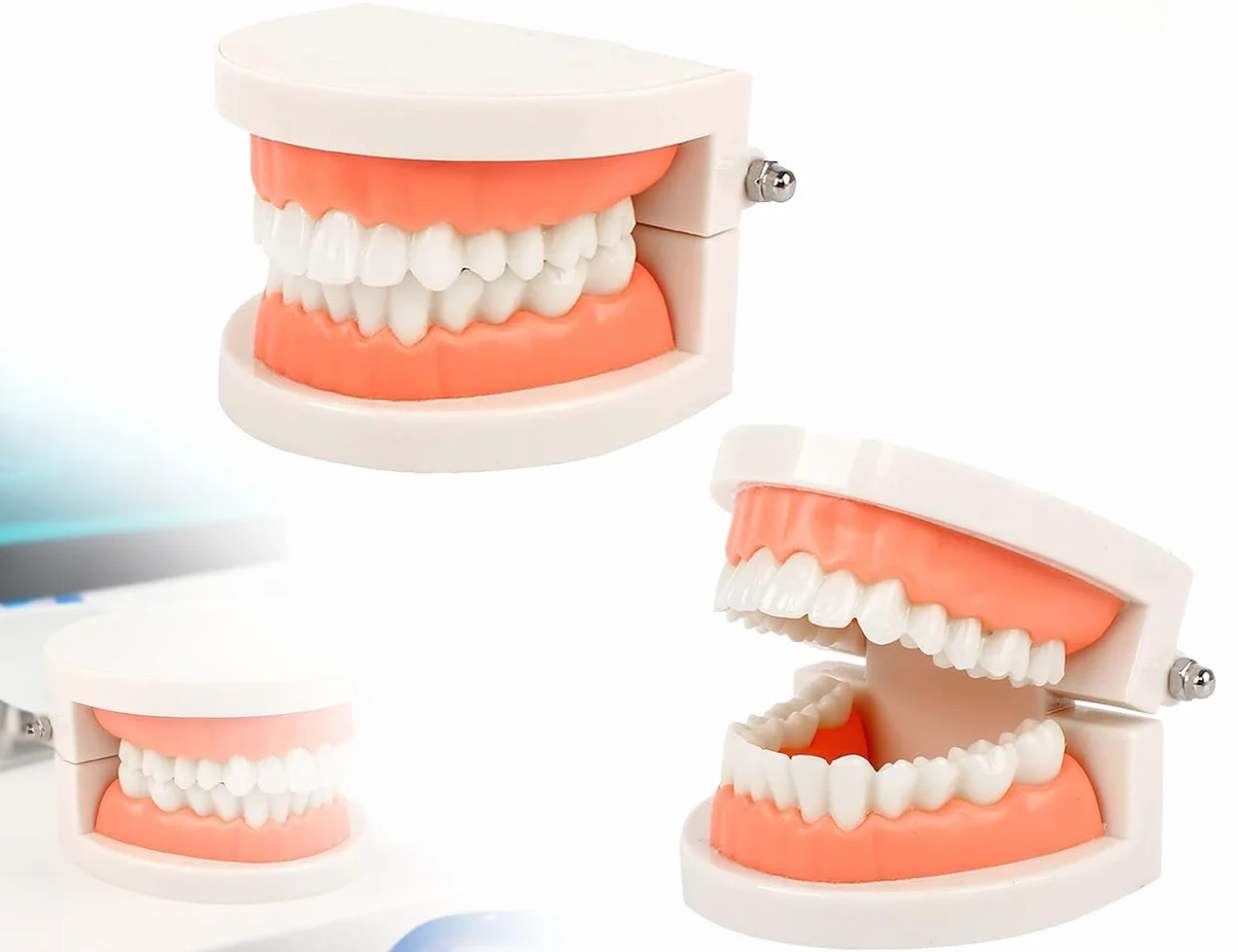 KAPSING Modello di Protesi Dentaria Standard per Dentista, Realistico Modello di Dente, per Ricerca e Mostre