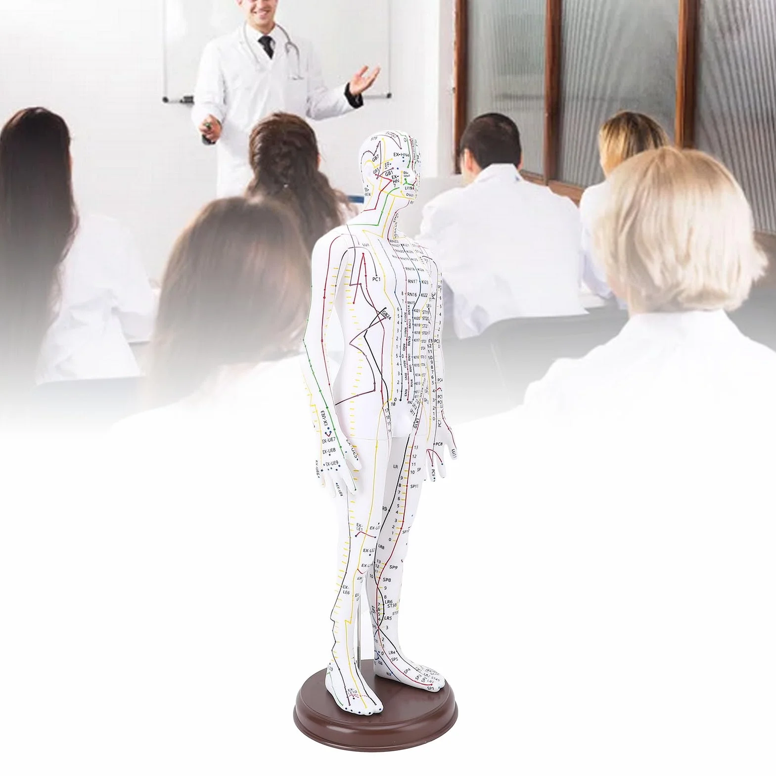 Modello di Agopuntura del Corpo Umano Alta Definizione per Insegnamento