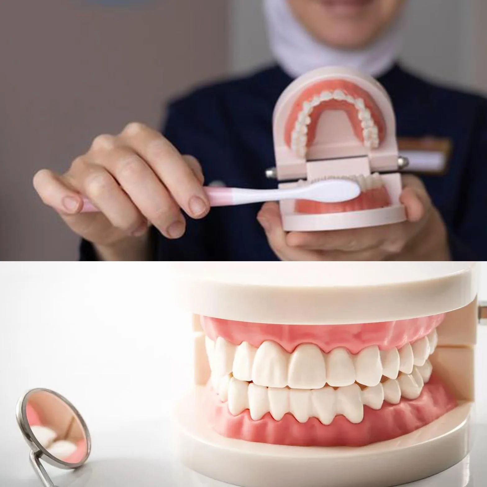 Model Dentystyczny Denti Anatomici 180°