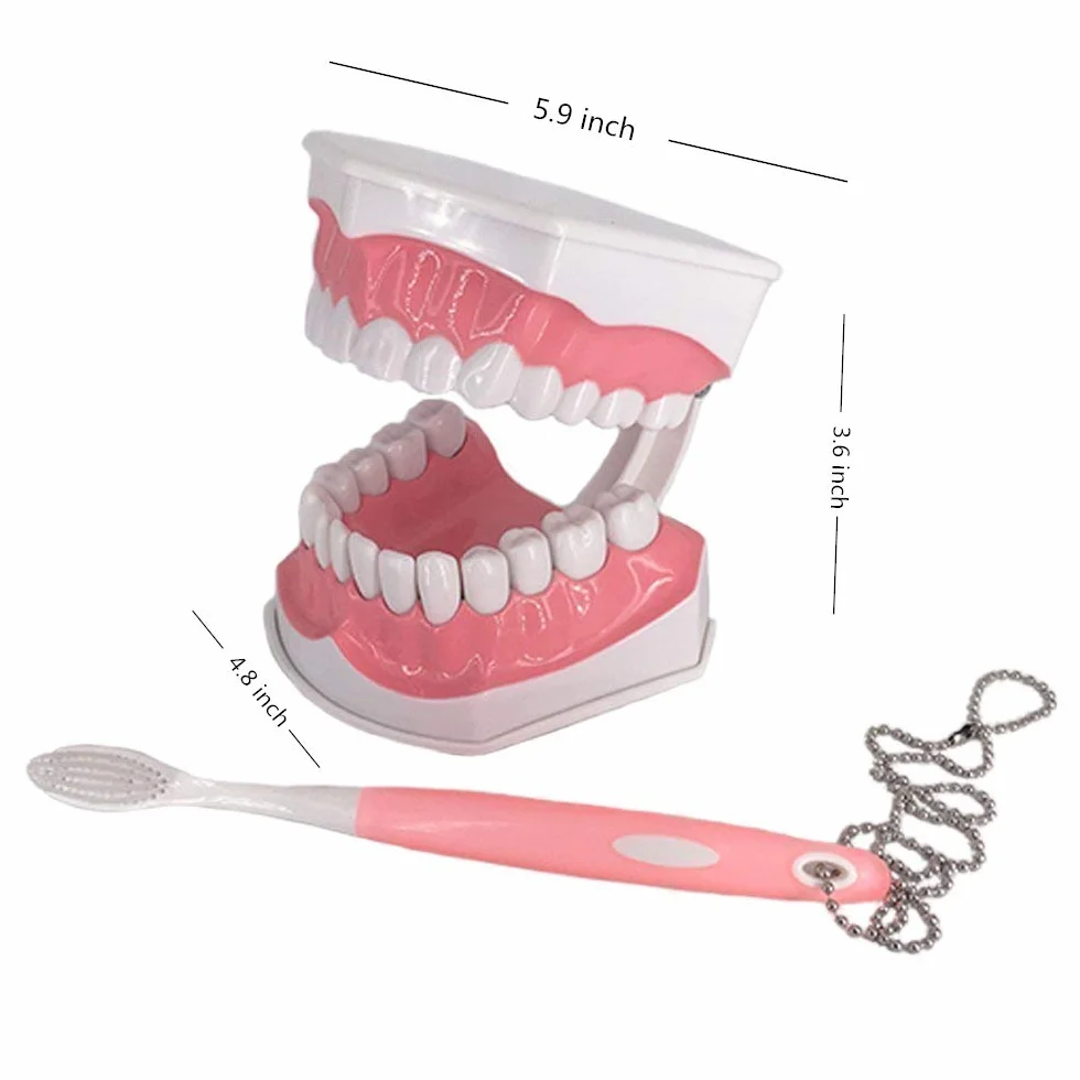 Youya Modello Dentale Grandi Dimensioni Strumento Insegnamento Dentale Spazzolino Denti Inferiori Rimovibili