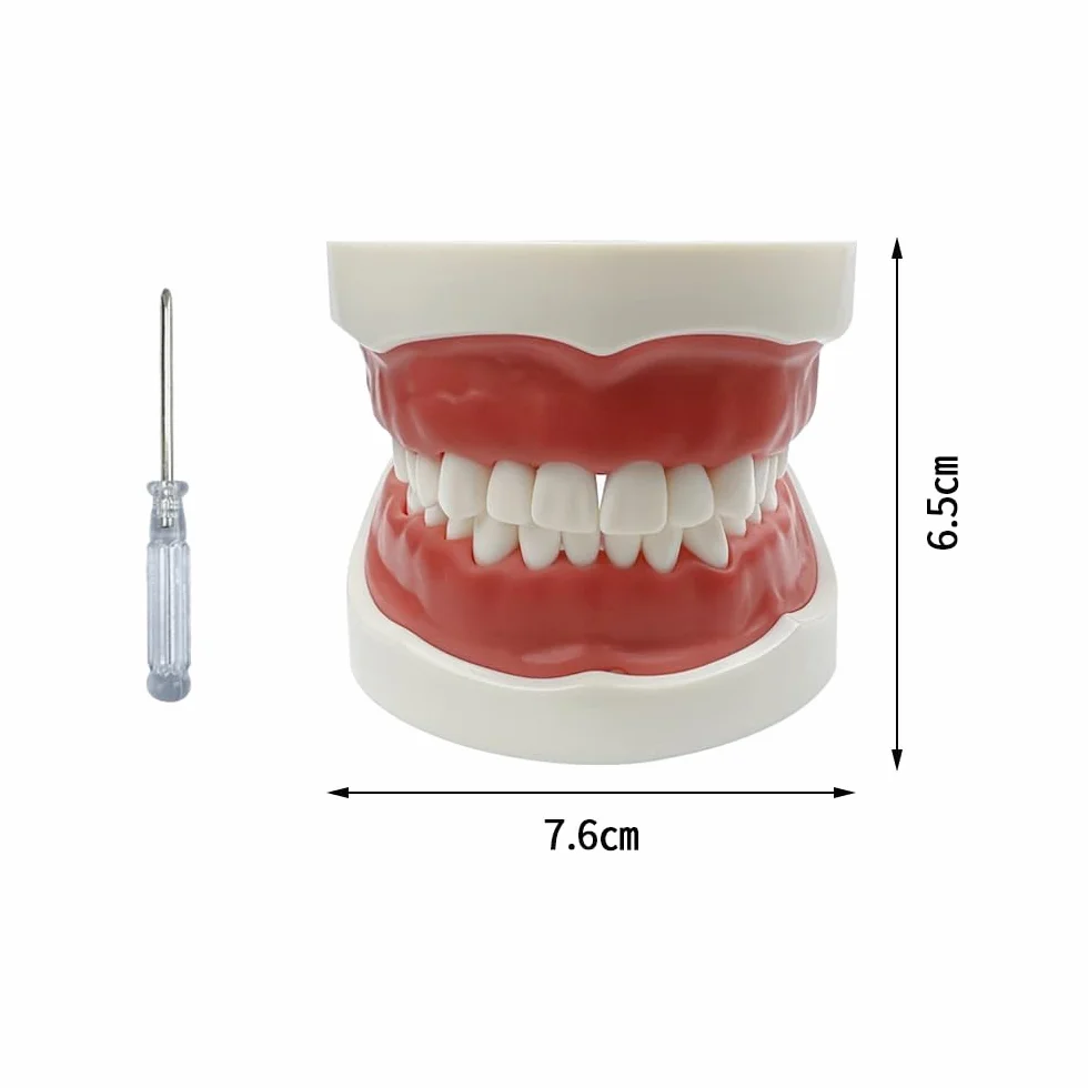 Dentale Typodont Model 28 Zębów Staccabile Strumenti Studio Didattico Articolato Anatomia Denti Rimovibili con Cacciavite