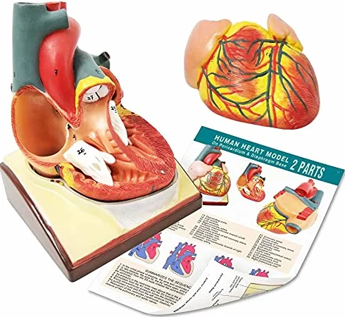 Modello di cuore umano a grandezza naturale 2 pezzi, modello cardiaco anatomico 1:1, 34 strutture