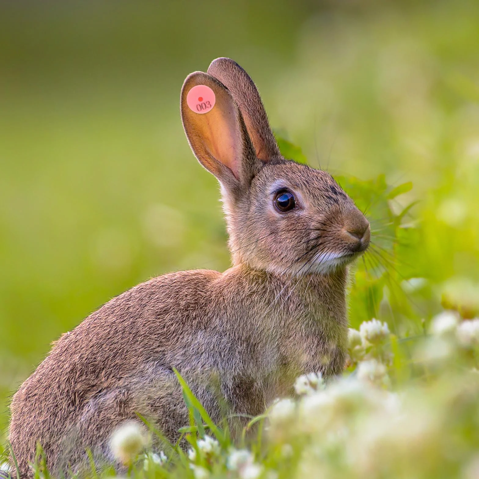 Tofficu 100 Pezzi Marchi Auricolari Numerati per Conigli e Piccoli Animali, Etichette Auricolari Resistenti e Facili da Fissare per Identificazione e Gestione Bestiame in Fattoria
