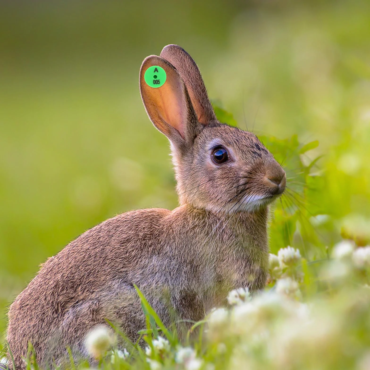 Yardenfun Etichette per Orecchie di Coniglio in Pp Verde 100 Pezzi Facili da per Identificazione e Tracciamento Animali Domestici e Piccoli Animali da Allevamento