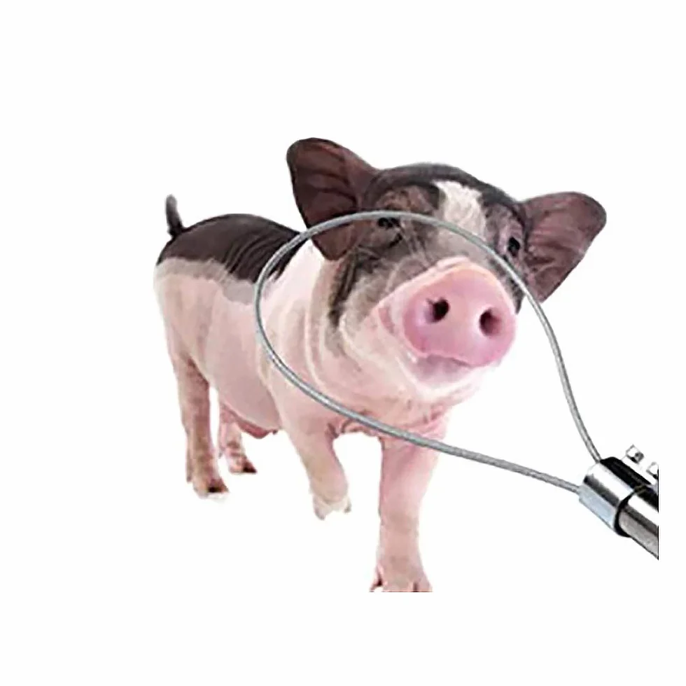 TopHomer Ferro zincato per cattura e blocco suini, Attrezzatura agricola, Alta Resistenza (Tipo D)