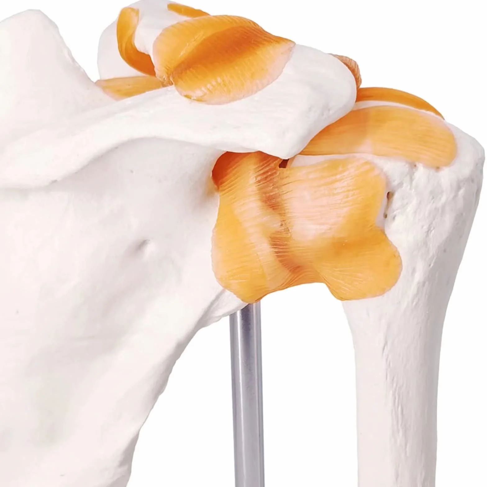 Modello anatomico dell'articolazione della spalla, scheletro medico umano, riproduzione per studi medici