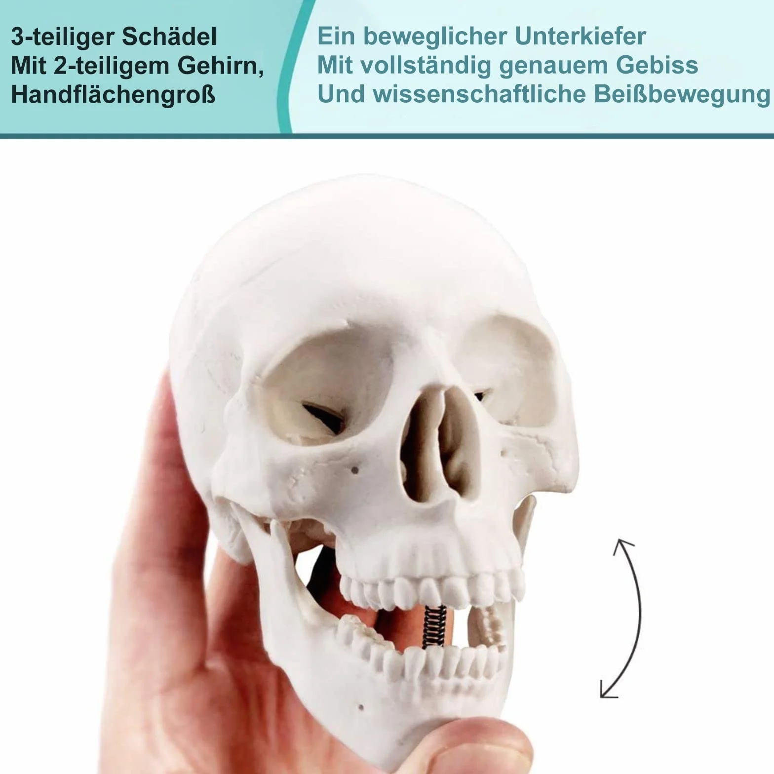 Cranio Umano in Miniatura 3 Pezzi con Cervello in 2 Parti, Modello Educativo per Apprendimento