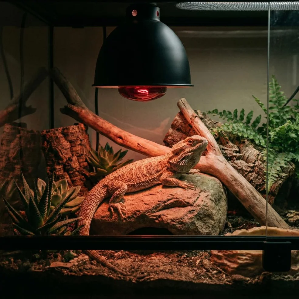 KMINA Lampada Infrarossi 275W per Lampada Riscaldante, Attacco E27, Luce Rossa Rubino, 220 a 240V, Vetro e Alluminio, Ricambio