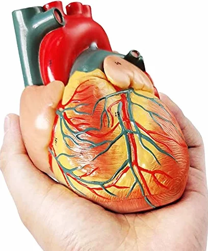 Modello di cuore umano a grandezza naturale 2 pezzi, modello cardiaco anatomico 1:1, 34 strutture