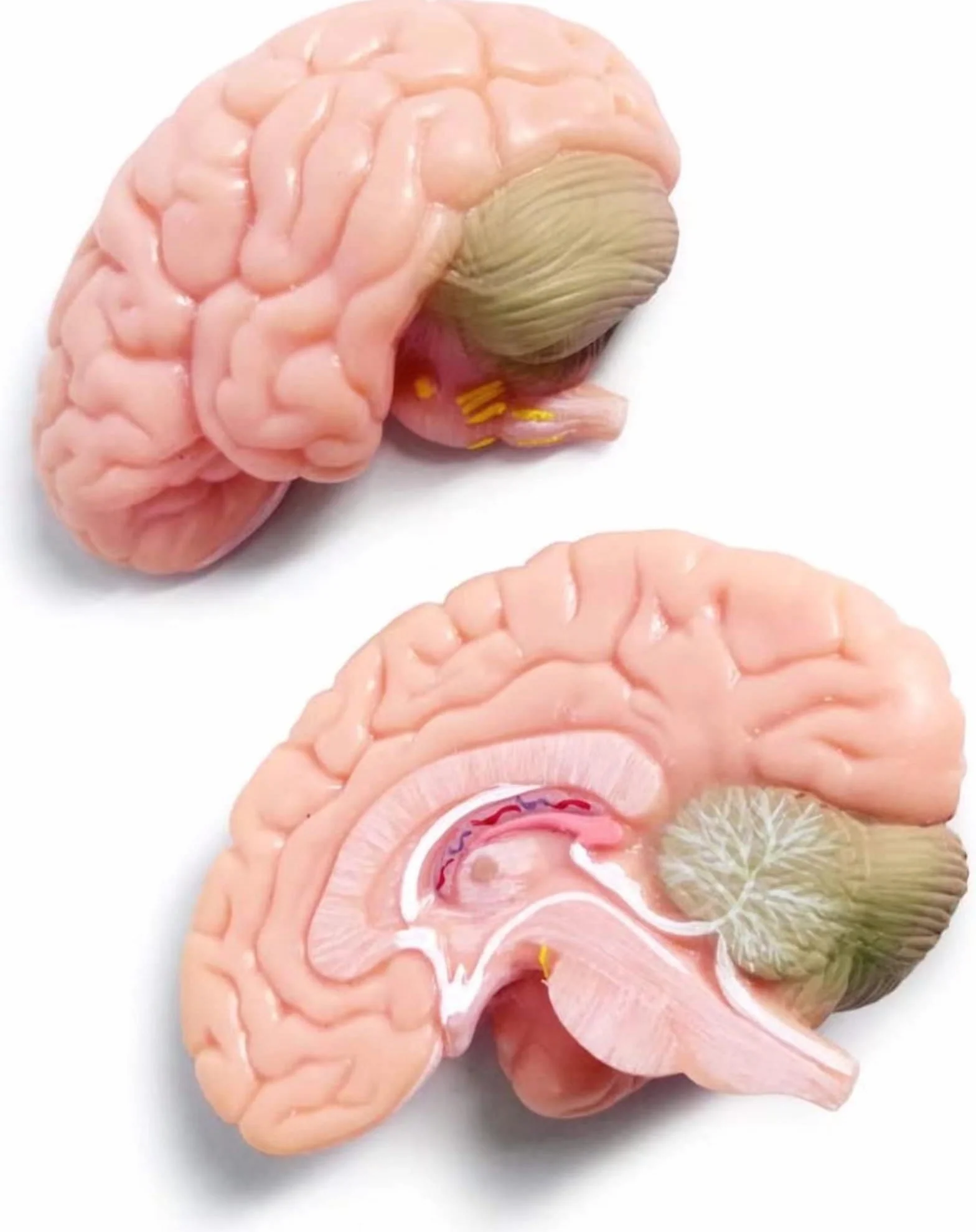 Cranio Umano in Miniatura 3 Pezzi con Cervello in 2 Parti, Modello Educativo per Apprendimento