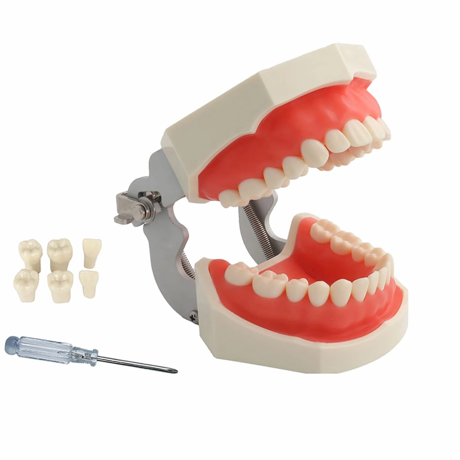 Dentale Typodont Model 28 Zębów Staccabile Strumenti Studio Didattico Articolato Anatomia Denti Rimovibili con Cacciavite