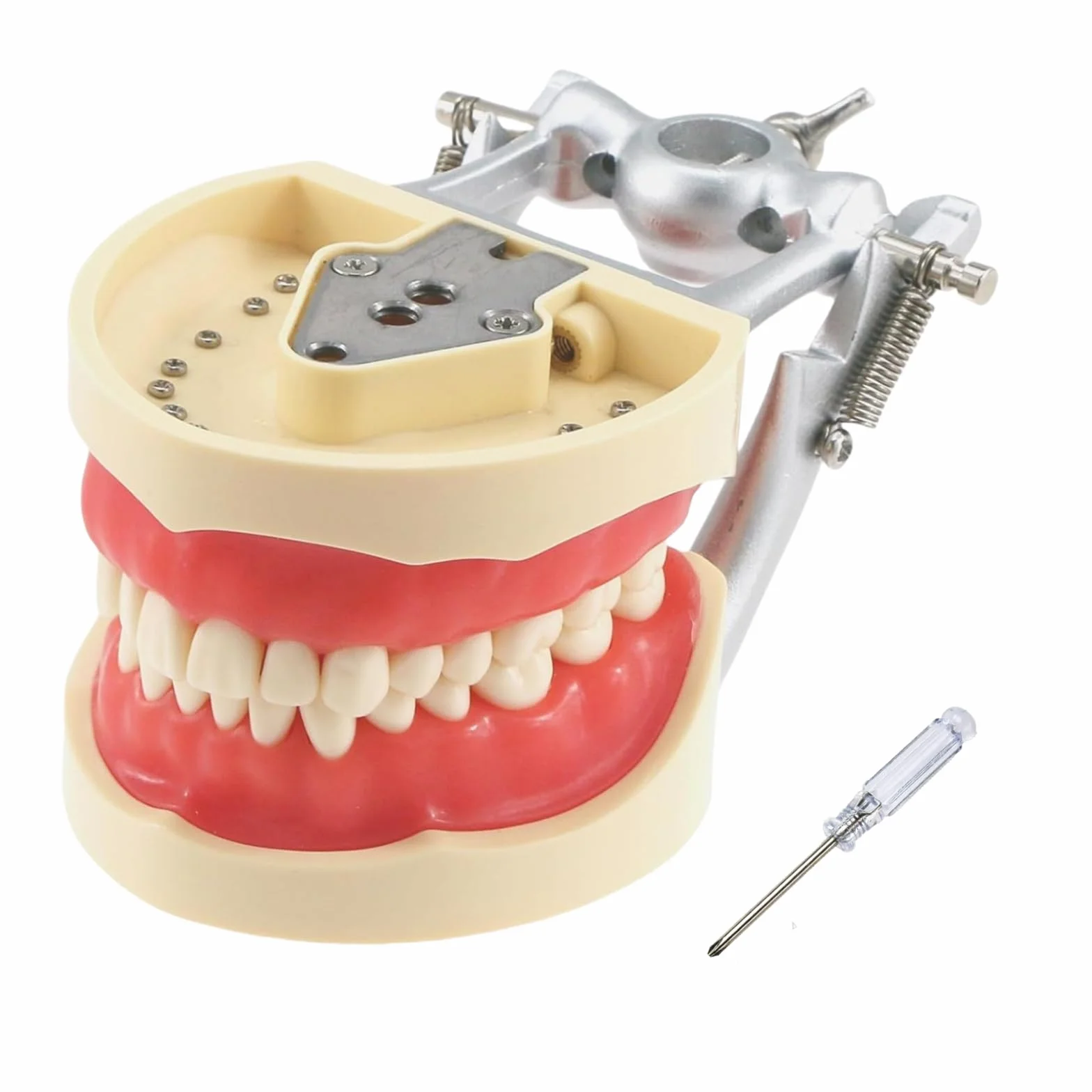 Typodont dentali 32 denti rimovibili compatibili Kilgore Nissin 200 tipo insegnamento pratica studio