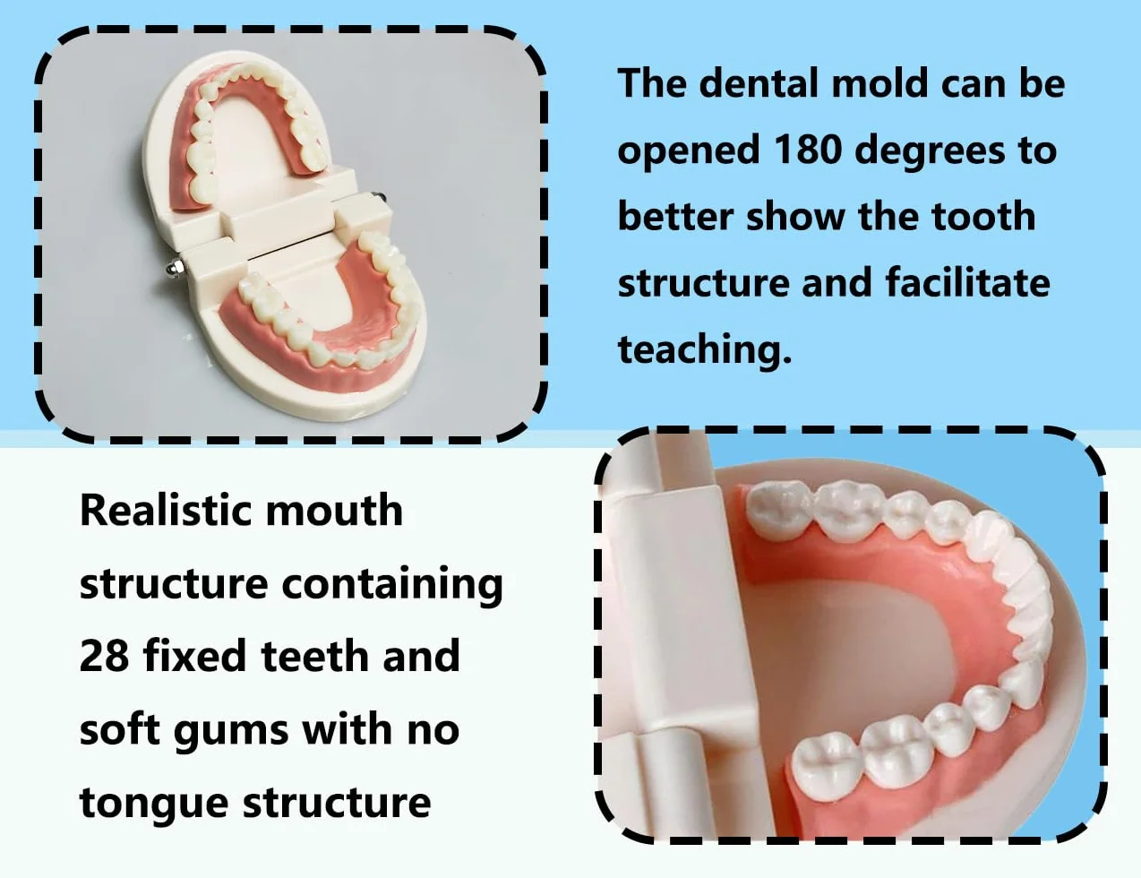 KAPSING Modello di Protesi Dentaria Standard per Dentista, Realistico Modello di Dente, per Ricerca e Mostre
