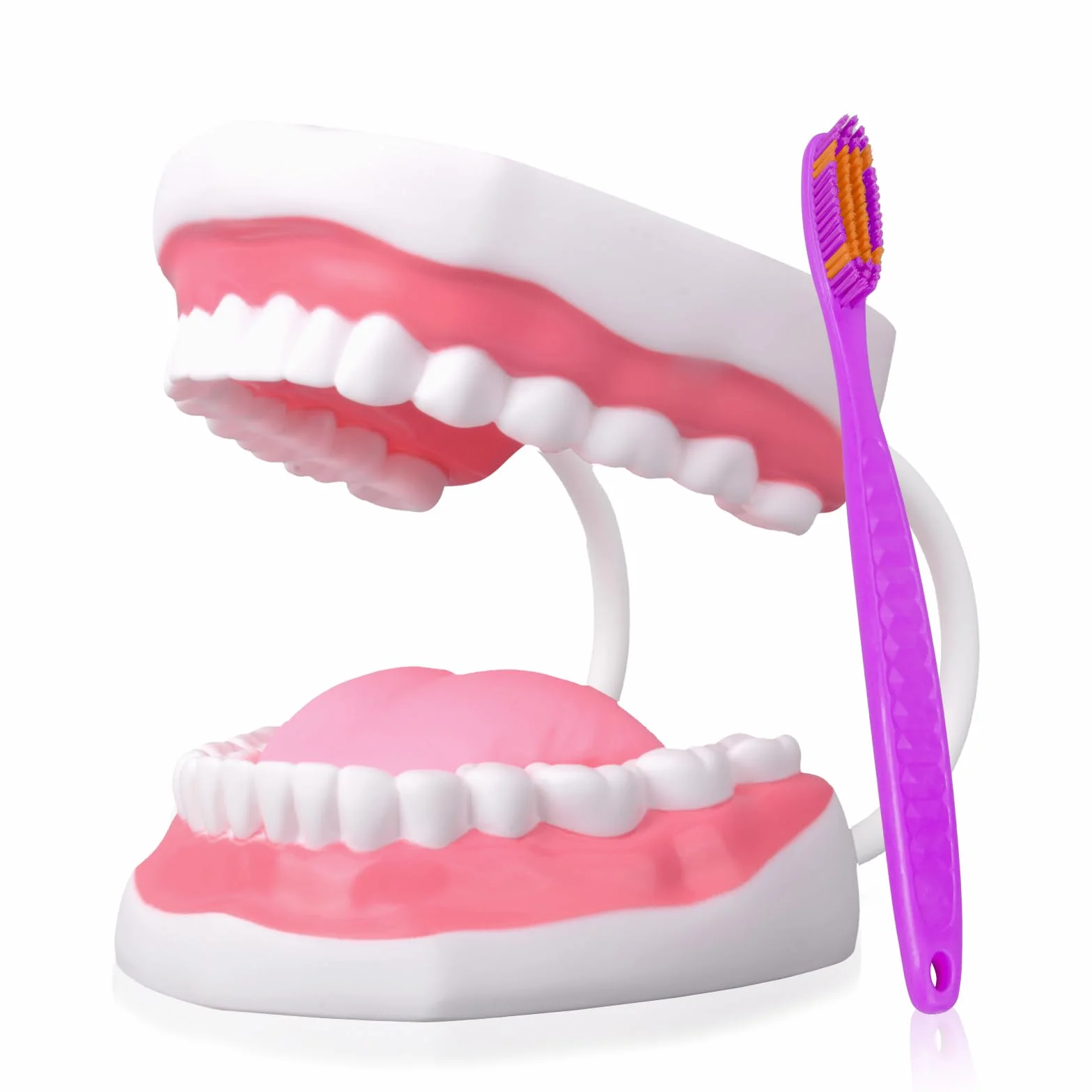 Ultrassist Modello Dentale 6x Ingrandito con Spazzolino per Insegnamento Spazzolatura Bambini