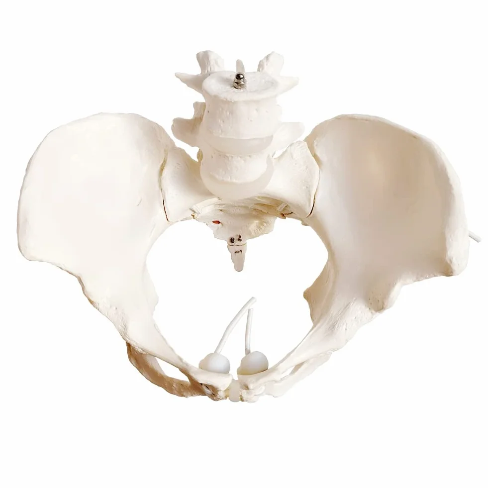 EVOTECH SCIENTIFIC Modello pelvico Femminile Flessibile Su Elastico, Modello Anatomico Medico