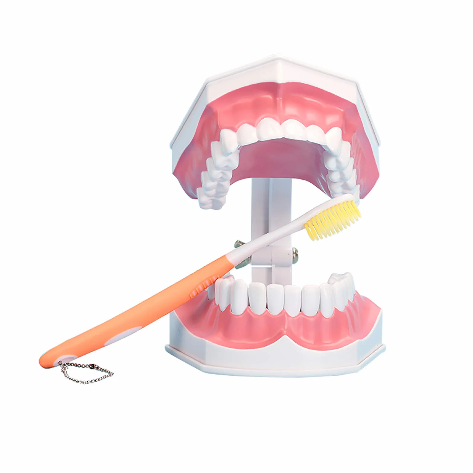 Youya Modello Dentale Grandi Dimensioni Strumento Insegnamento Dentale Spazzolino Denti Inferiori Rimovibili