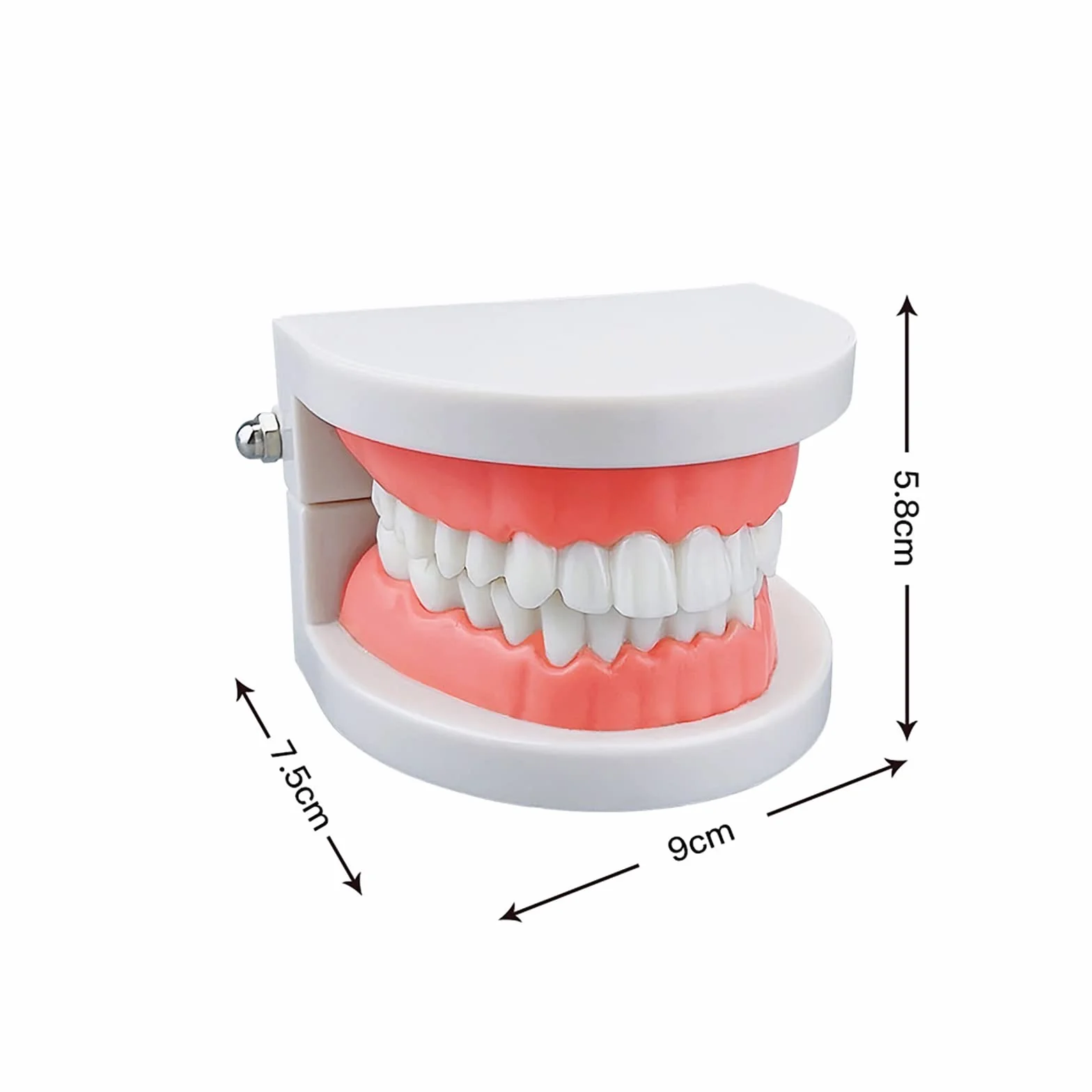 Dental Study Supplies Adult Standard Typodont Teeth Model Without Wisdom Teeth