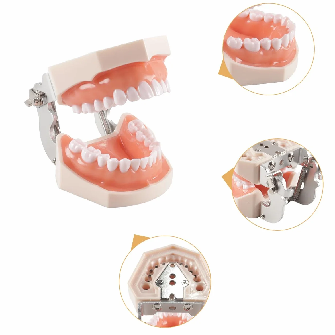 Modello di denti dentali Typodont 28 pezzi per studi dentistici studenti odontoiatria
