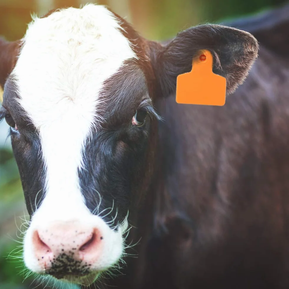 100 targhette auricolari in plastica, per animali, etichette identificative per capra, maiale, mucca, pecora, animale (arancione)