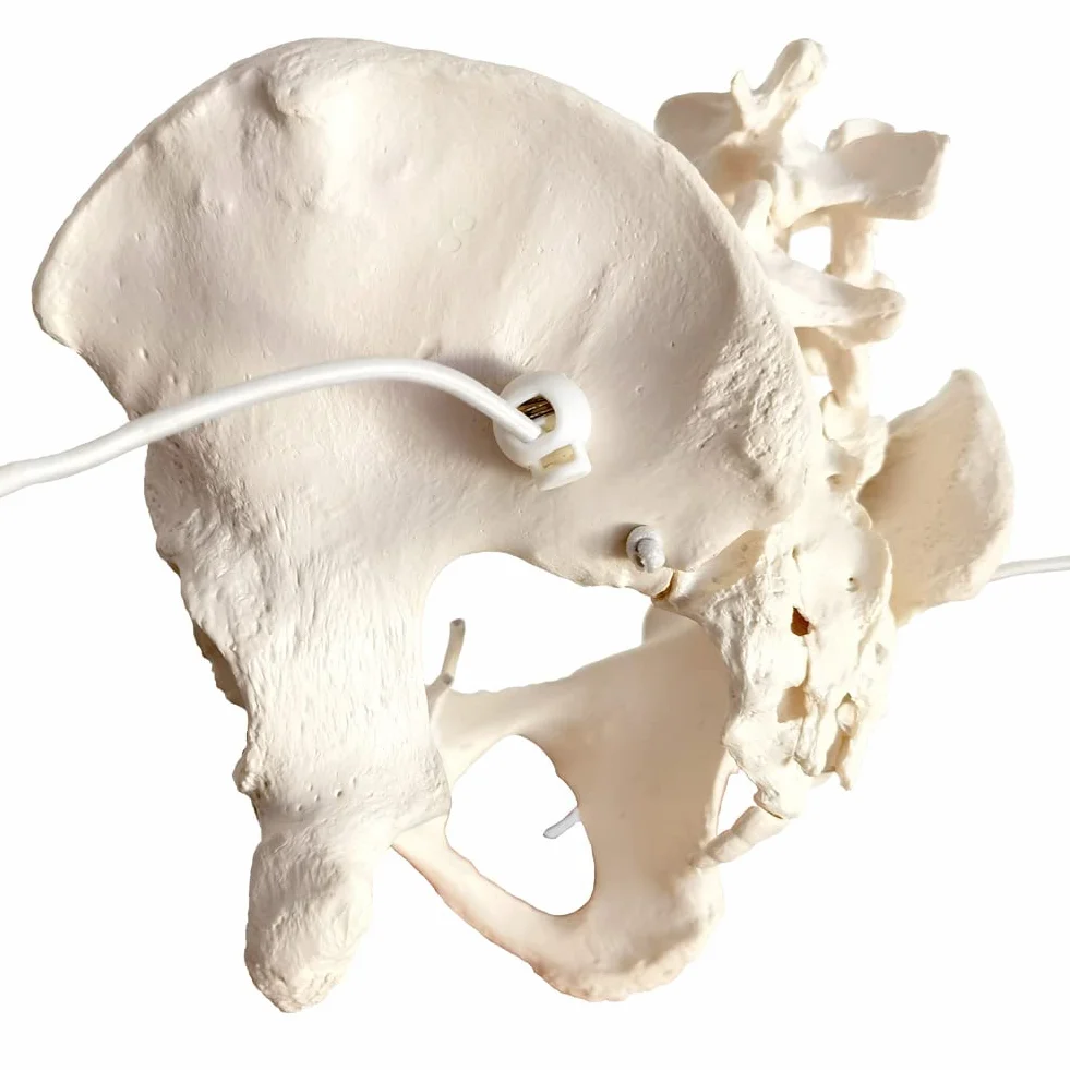 EVOTECH SCIENTIFIC Modello pelvico Femminile Flessibile Su Elastico, Modello Anatomico Medico