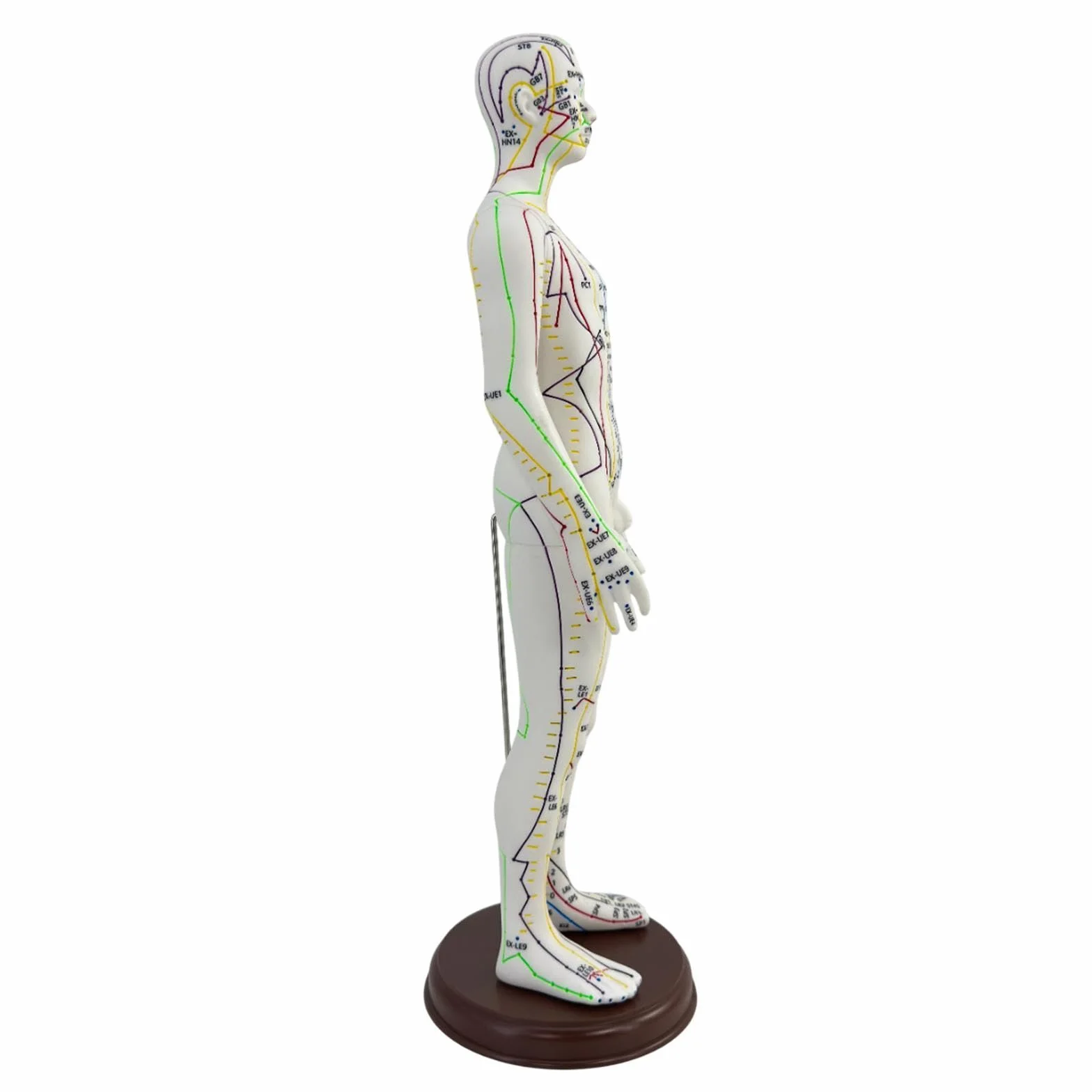 Amagogo Modello di agopuntura corpo umano 54cm PVC professionisti punti inglesi Maschio