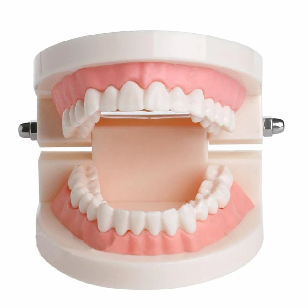 WANGCL Modello Dentale Denti Anatomici per Insegnamento Cura Orale
