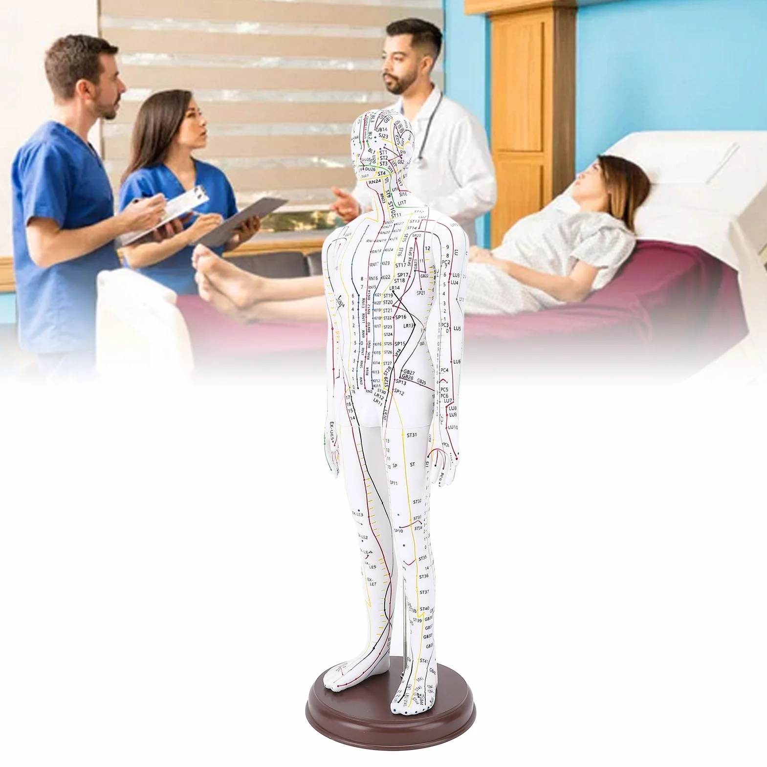 Modello di Agopuntura del Corpo Umano Alta Definizione per Insegnamento