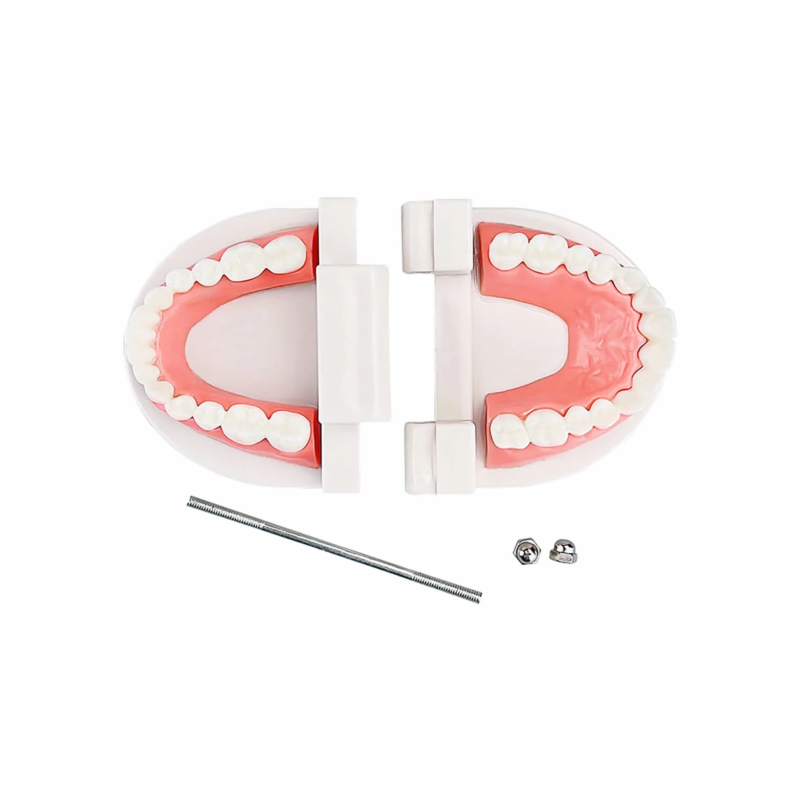 Dental Study Supplies Adult Standard Typodont Teeth Model Without Wisdom Teeth