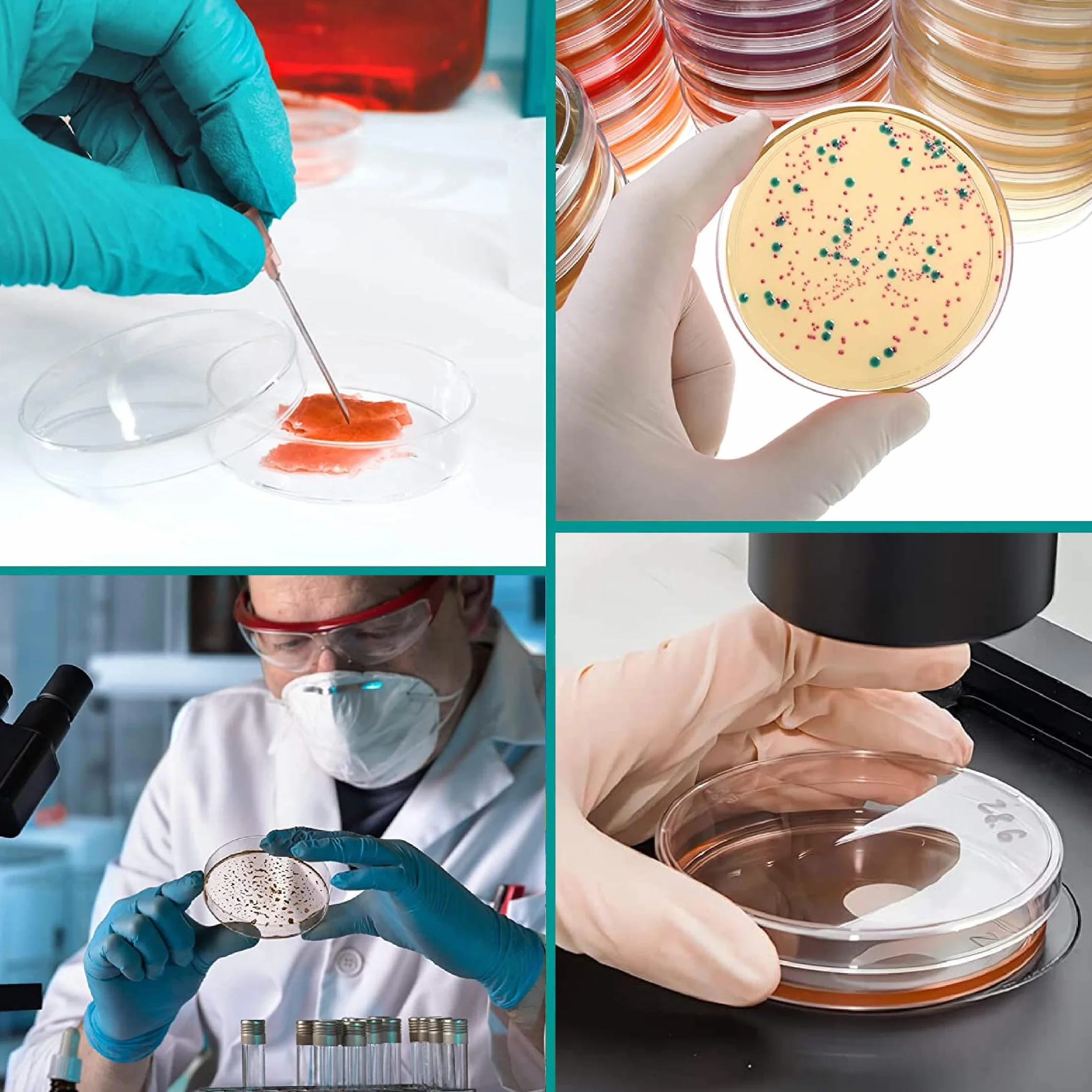 6 Pezzi Piastra di Petri, Piastra di Petri Plastica, Piatti Petri 70mm, Piastre Di Petri In Plastica Sterile con Coperchio, Con 10pzs 1ml Pipette In Plastica, Per Cultura Laboratorio Lievito Batterico