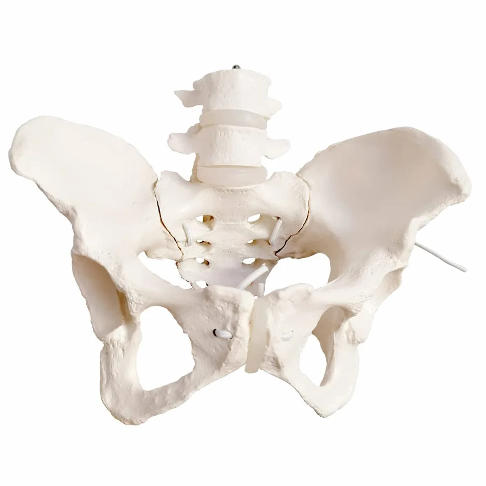 EVOTECH SCIENTIFIC Modello pelvico Femminile Flessibile Su Elastico, Modello Anatomico Medico