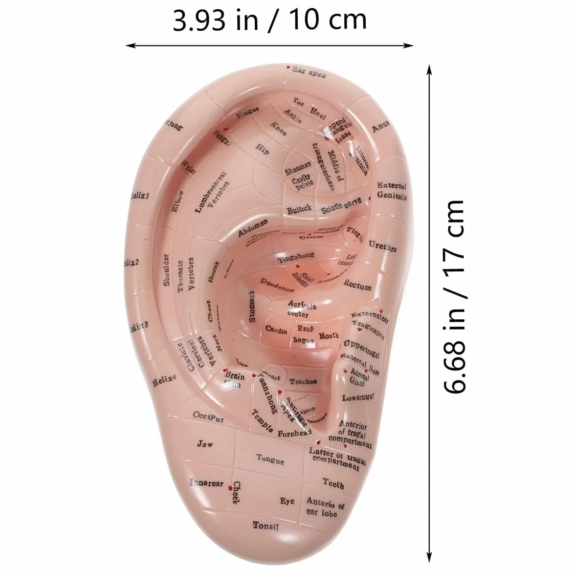 Modello punti di agopuntura dell'orecchio in PVC morbido 17 cm