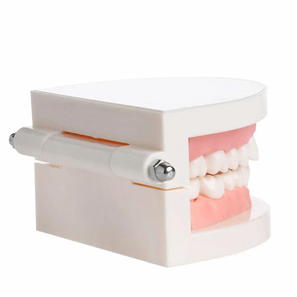 WANGCL Modello Dentale Denti Anatomici per Insegnamento Cura Orale