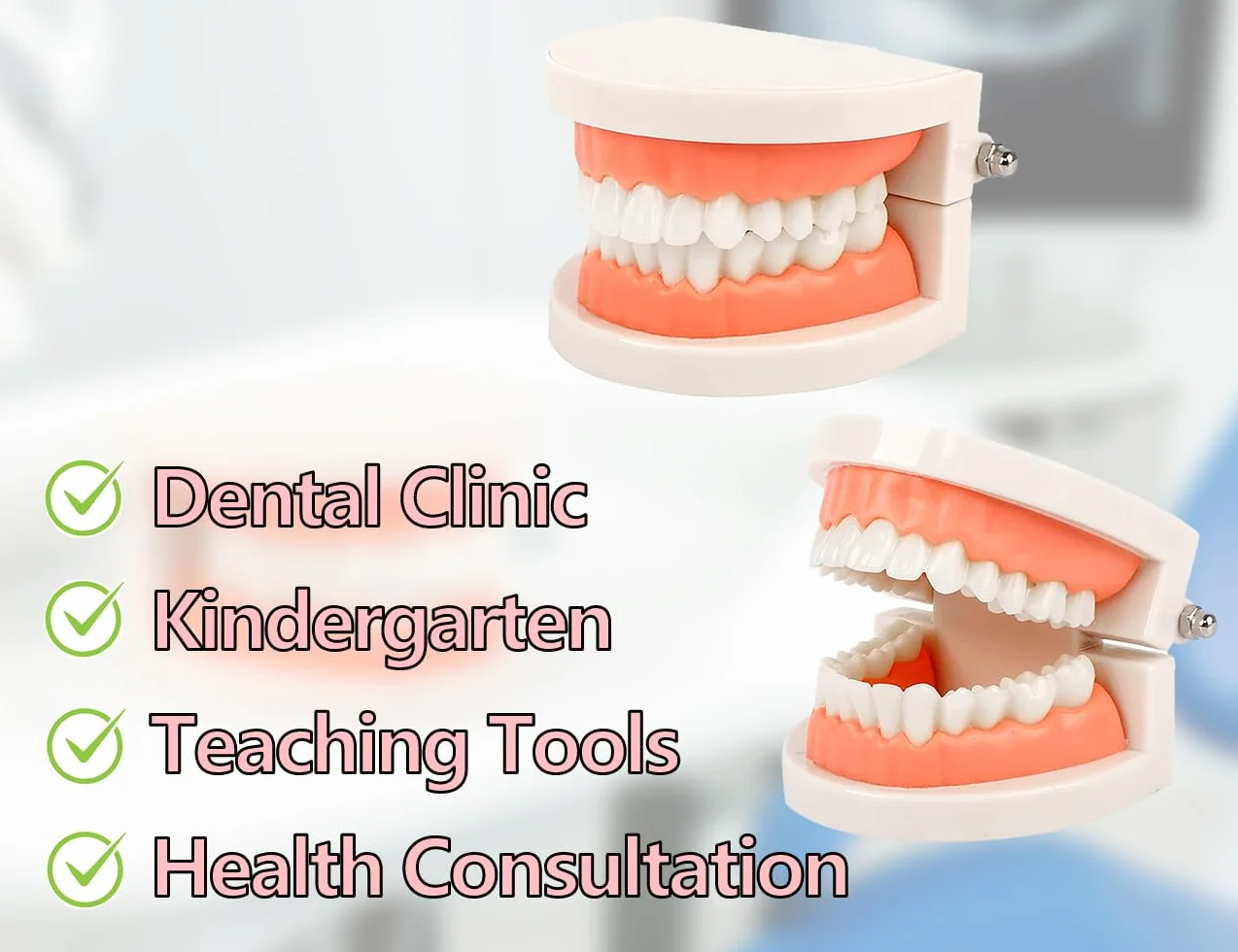 KAPSING Modello di Protesi Dentaria Standard per Dentista, Realistico Modello di Dente, per Ricerca e Mostre