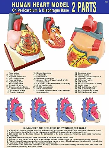 Modello di cuore umano a grandezza naturale 2 pezzi, modello cardiaco anatomico 1:1, 34 strutture