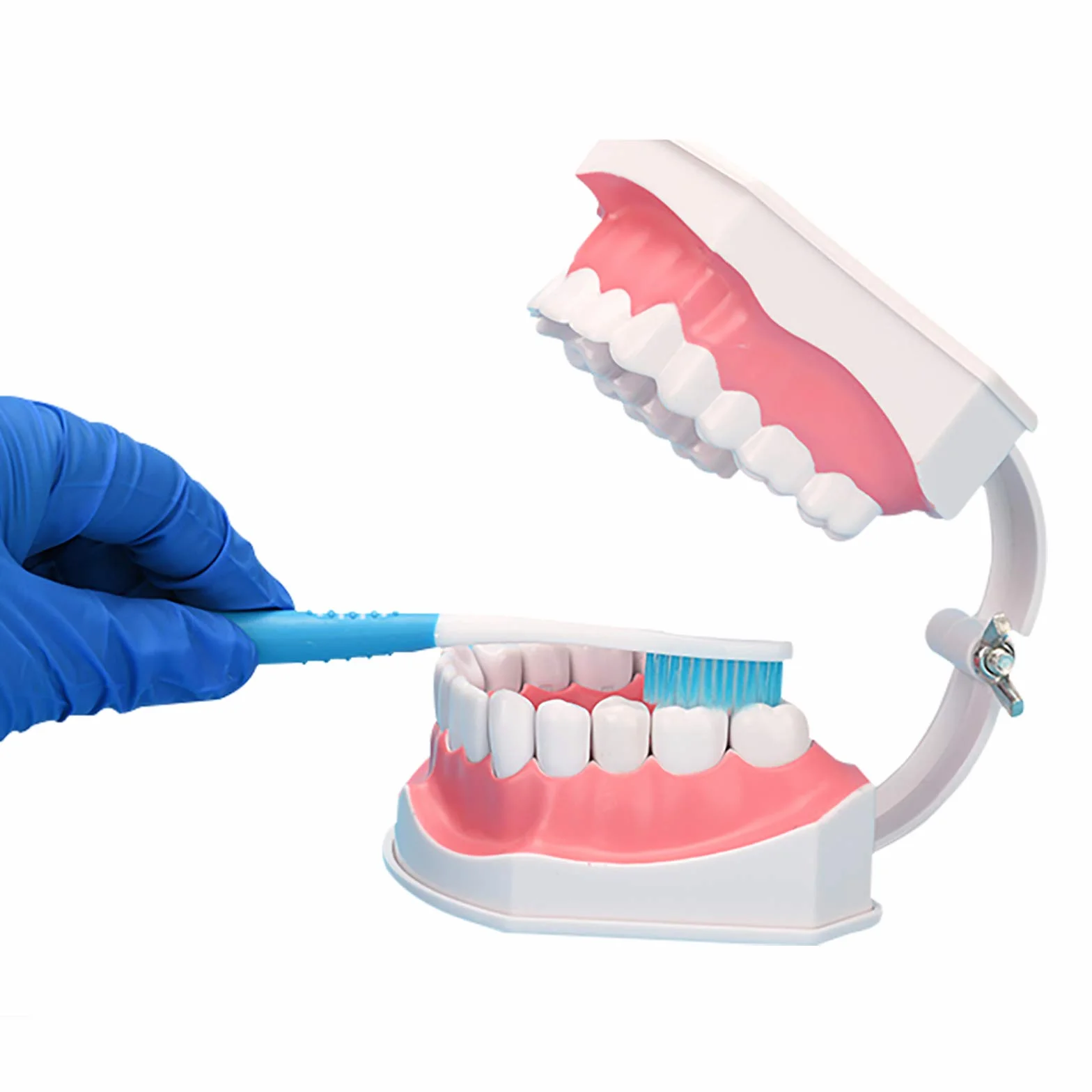 Youya Modello Dentale Grandi Dimensioni Strumento Insegnamento Dentale Spazzolino Denti Inferiori Rimovibili