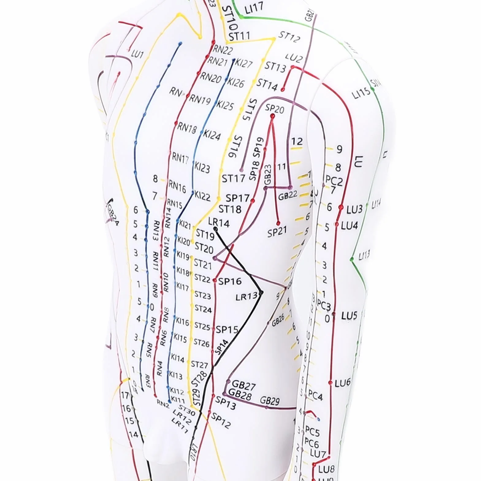 Modello di Agopuntura del Corpo Umano Alta Definizione per Insegnamento