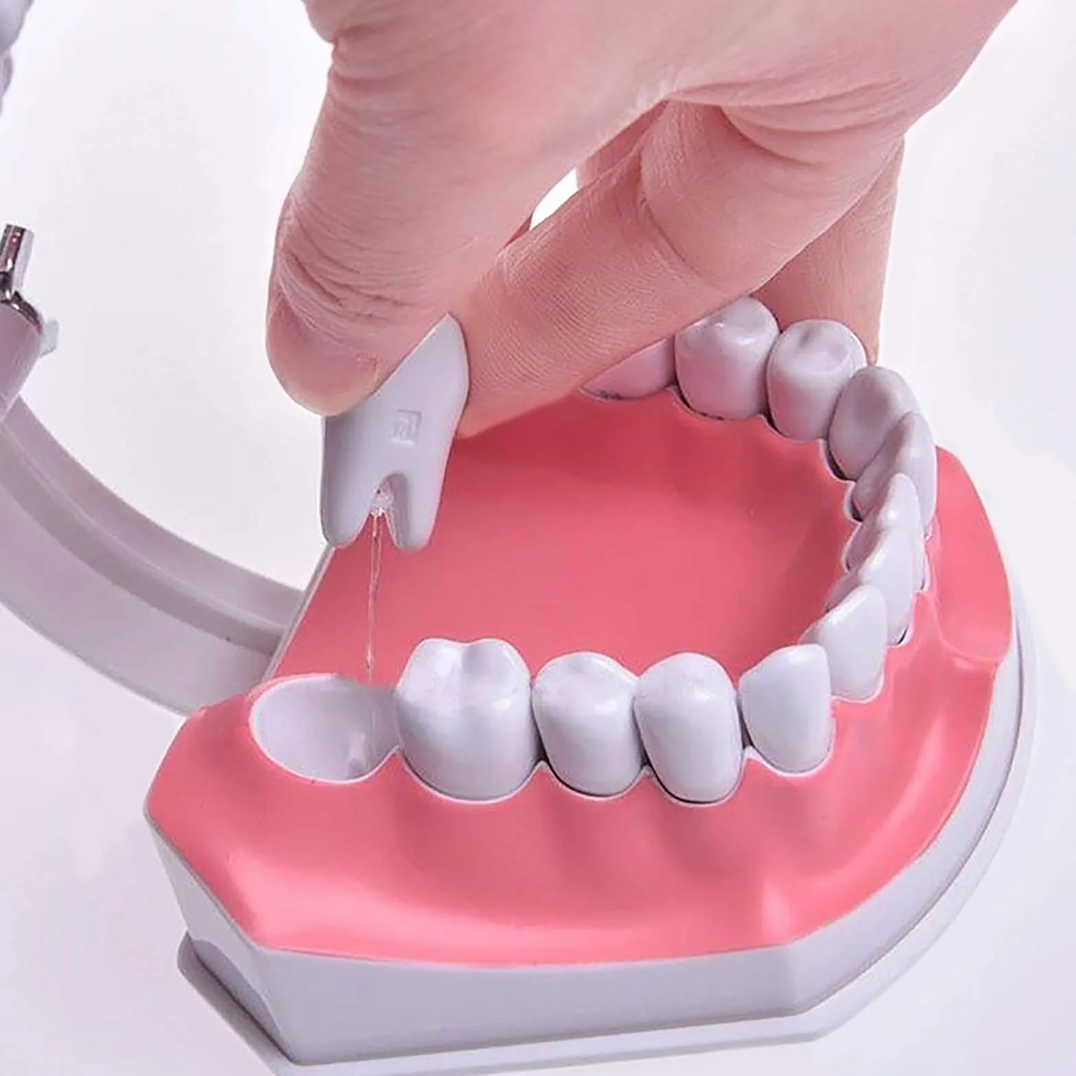 Youya Modello Dentale Grandi Dimensioni Strumento Insegnamento Dentale Spazzolino Denti Inferiori Rimovibili