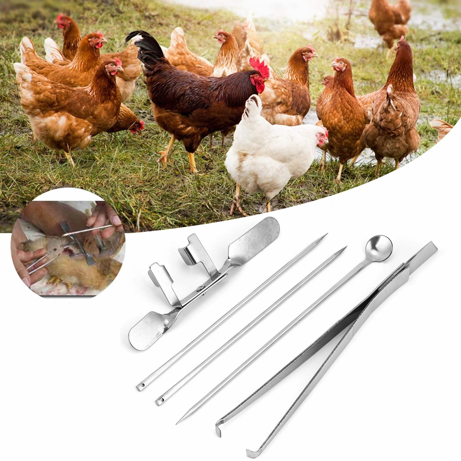 HEEPDD Strumento per Cappone in Acciaio Inossidabile, Strumento per Coltello per Cappone di Squisita Fattura, 5 Pezzi per Strumenti per Allevamenti di Pollame Strumento per Pollo di Castrazione