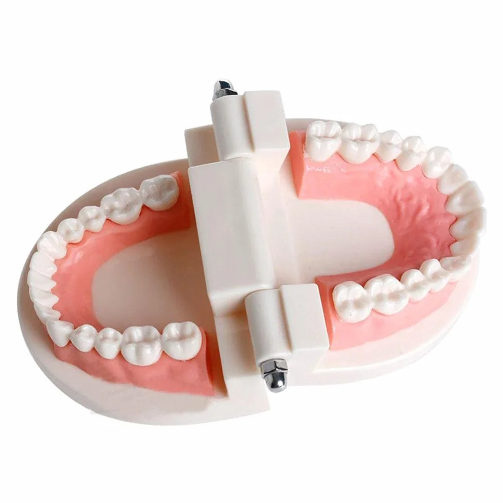 WANGCL Modello Dentale Denti Anatomici per Insegnamento Cura Orale