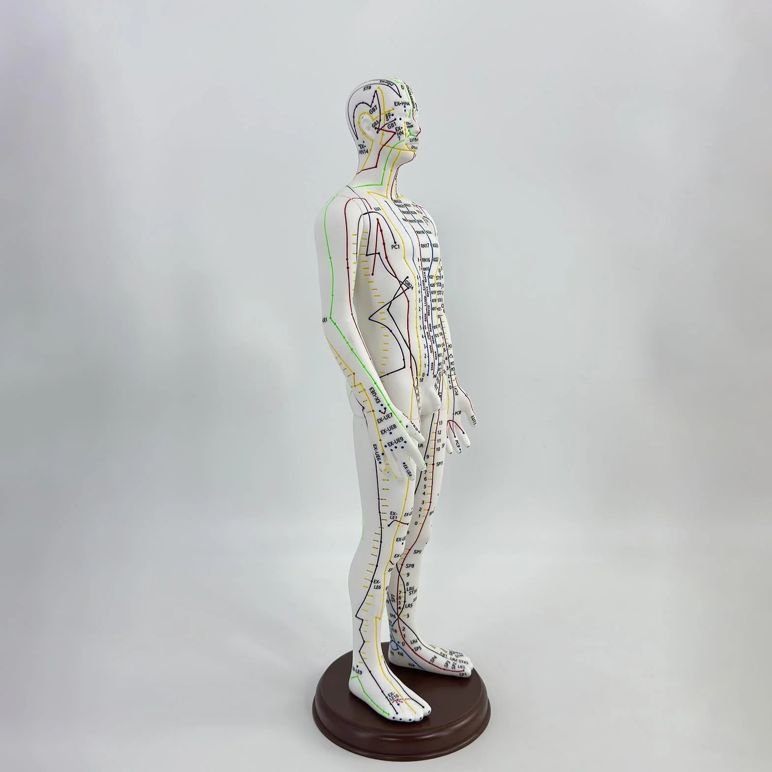 Amagogo Modello di agopuntura corpo umano 54cm PVC professionisti punti inglesi Maschio