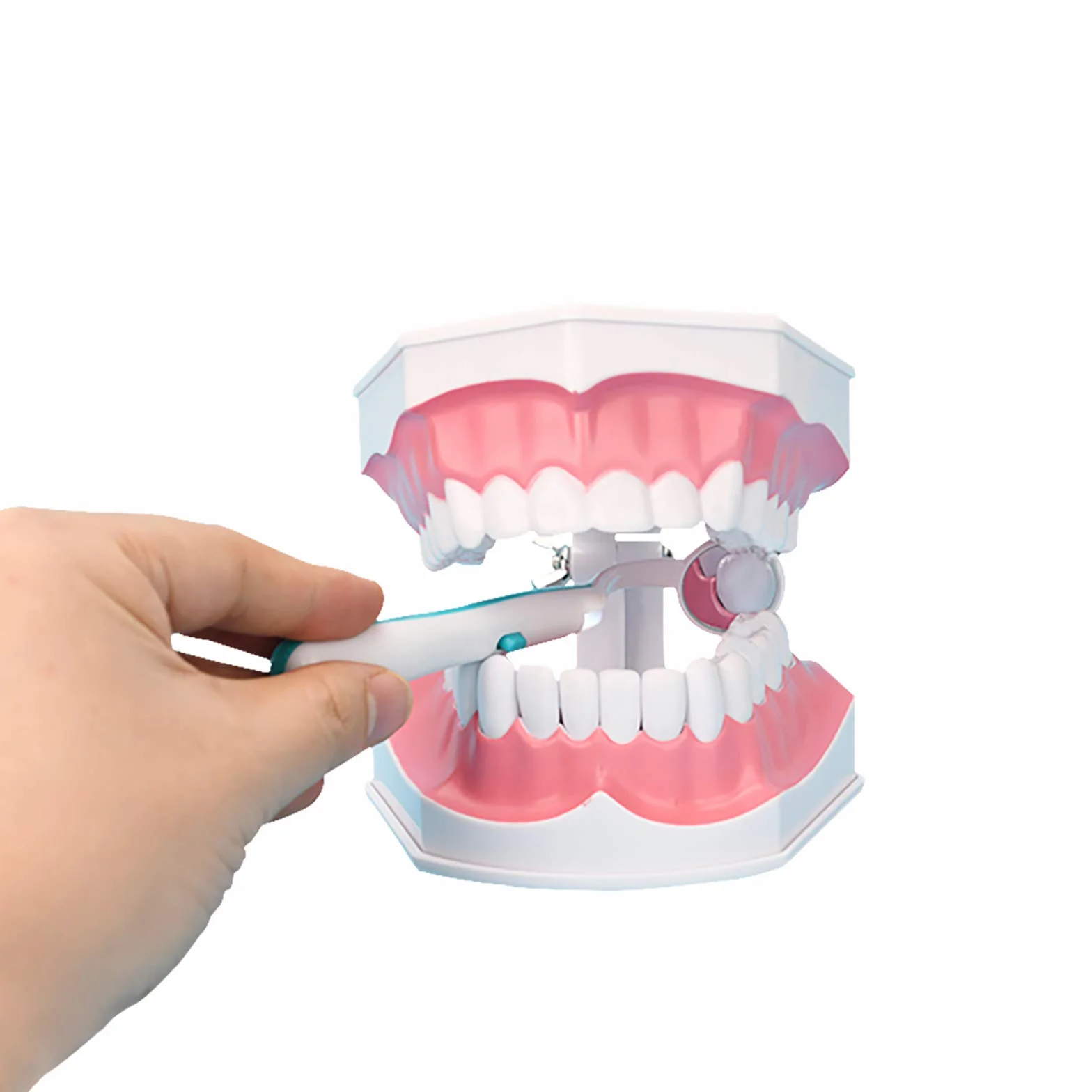 Youya Modello Dentale Grandi Dimensioni Strumento Insegnamento Dentale Spazzolino Denti Inferiori Rimovibili