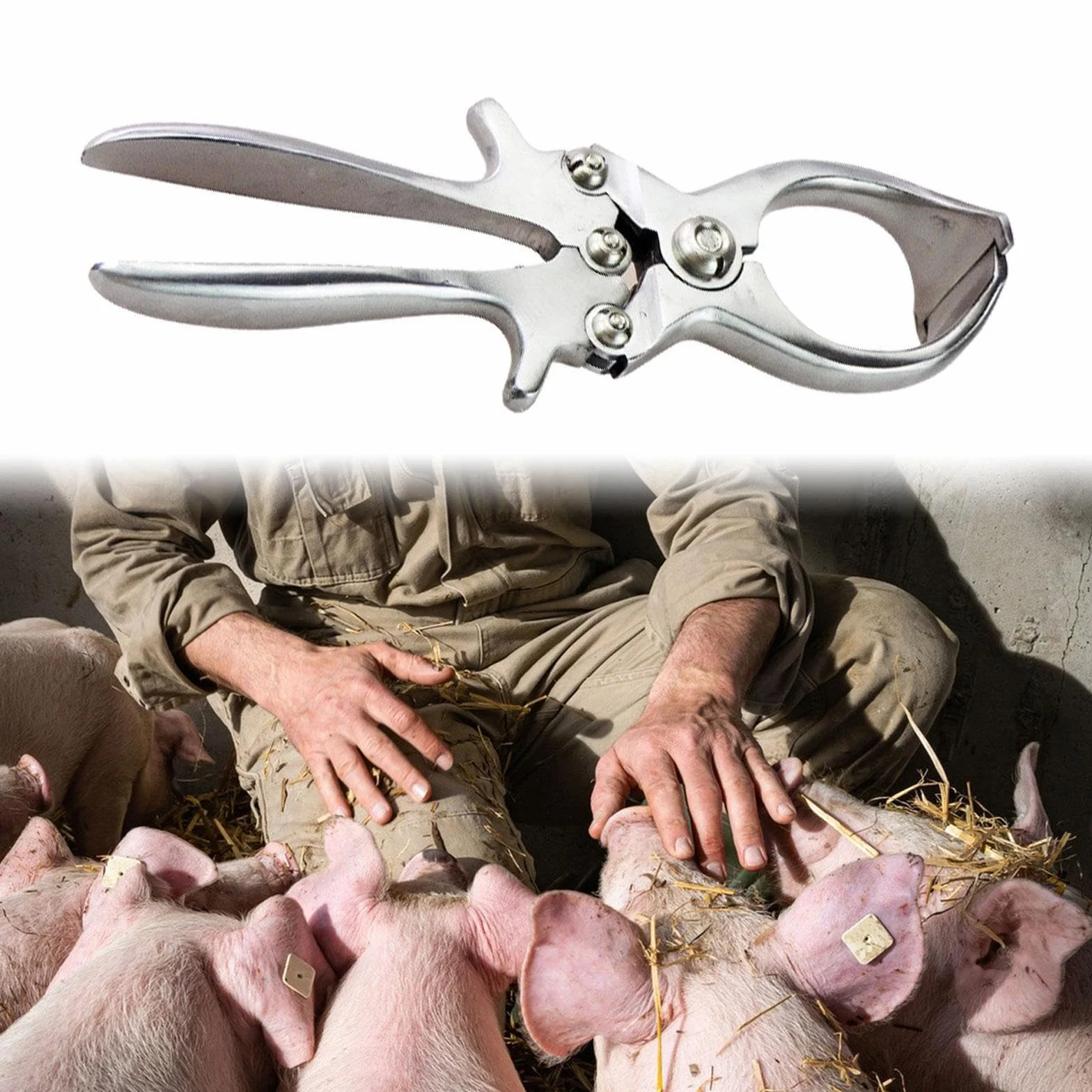 MagiDeal Pinza da castrante Castrazione acciaio inossidabile Elastratore di rimozione della coda veterinaria per bestiame per maialini di agnello