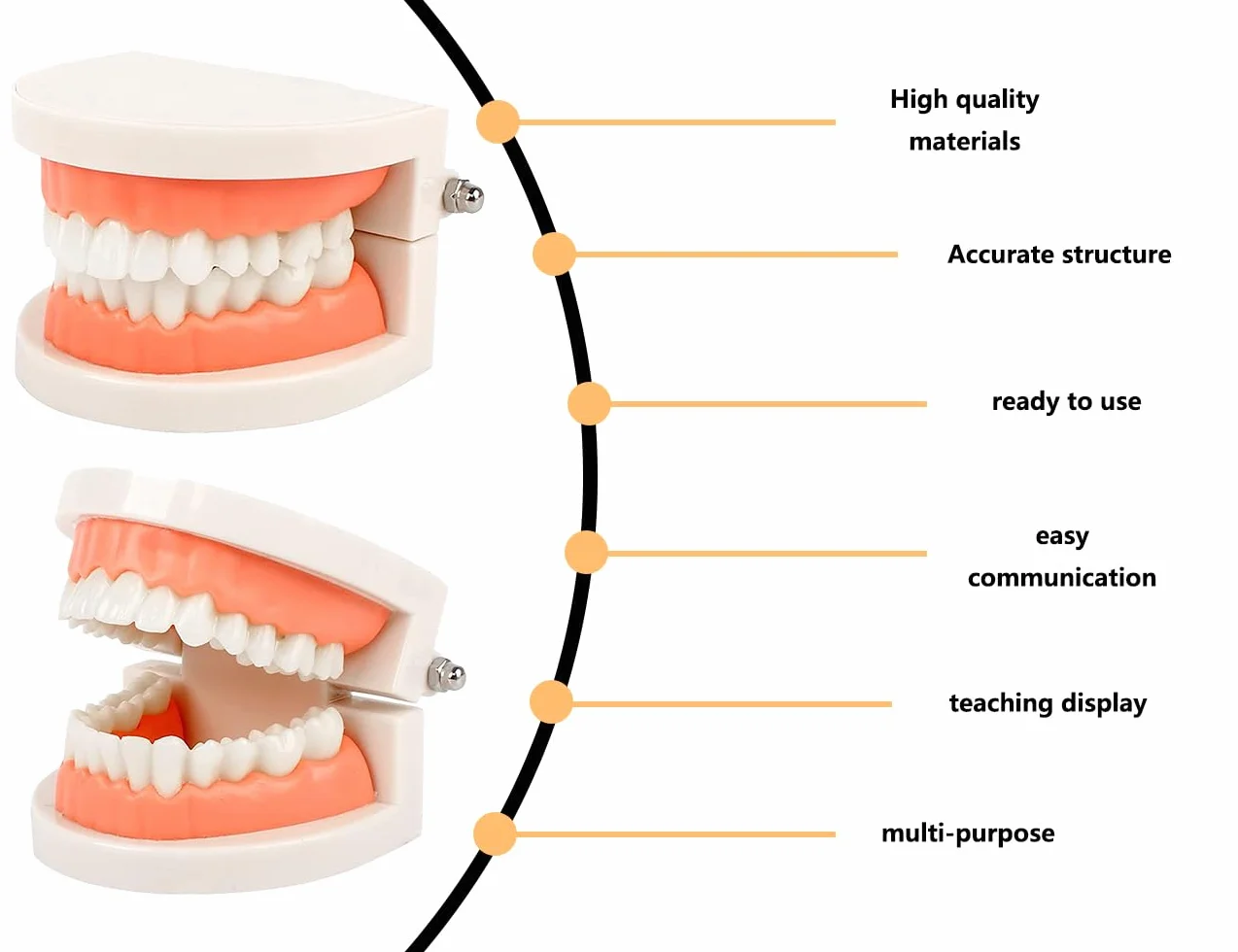 KAPSING Modello di Protesi Dentaria Standard per Dentista, Realistico Modello di Dente, per Ricerca e Mostre