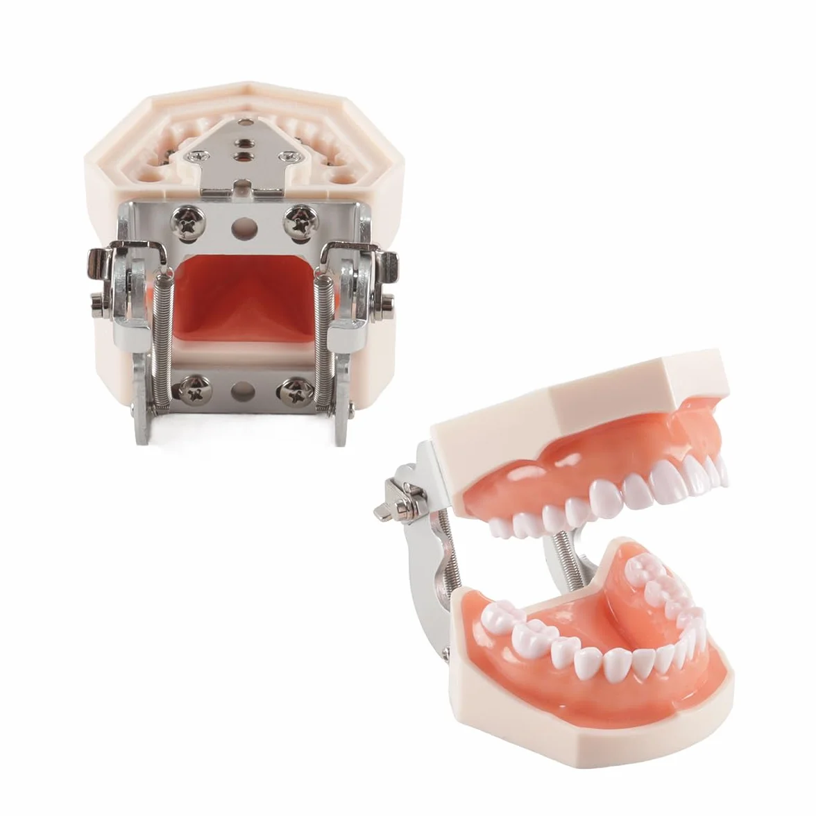 Modello di denti dentali Typodont 28 pezzi per studi dentistici studenti odontoiatria