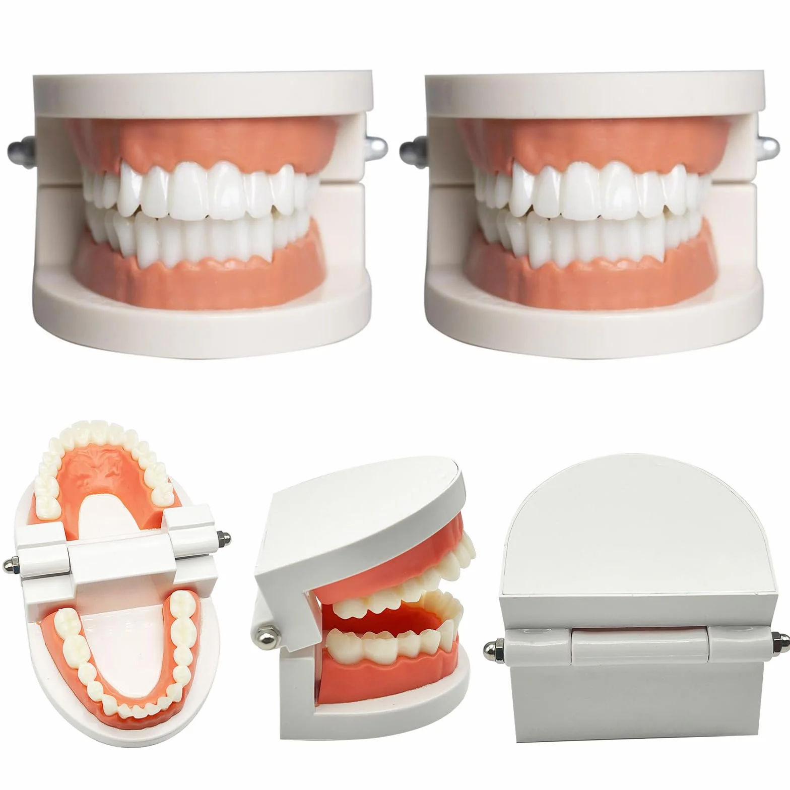 Model Dentystyczny Denti Anatomici 180°