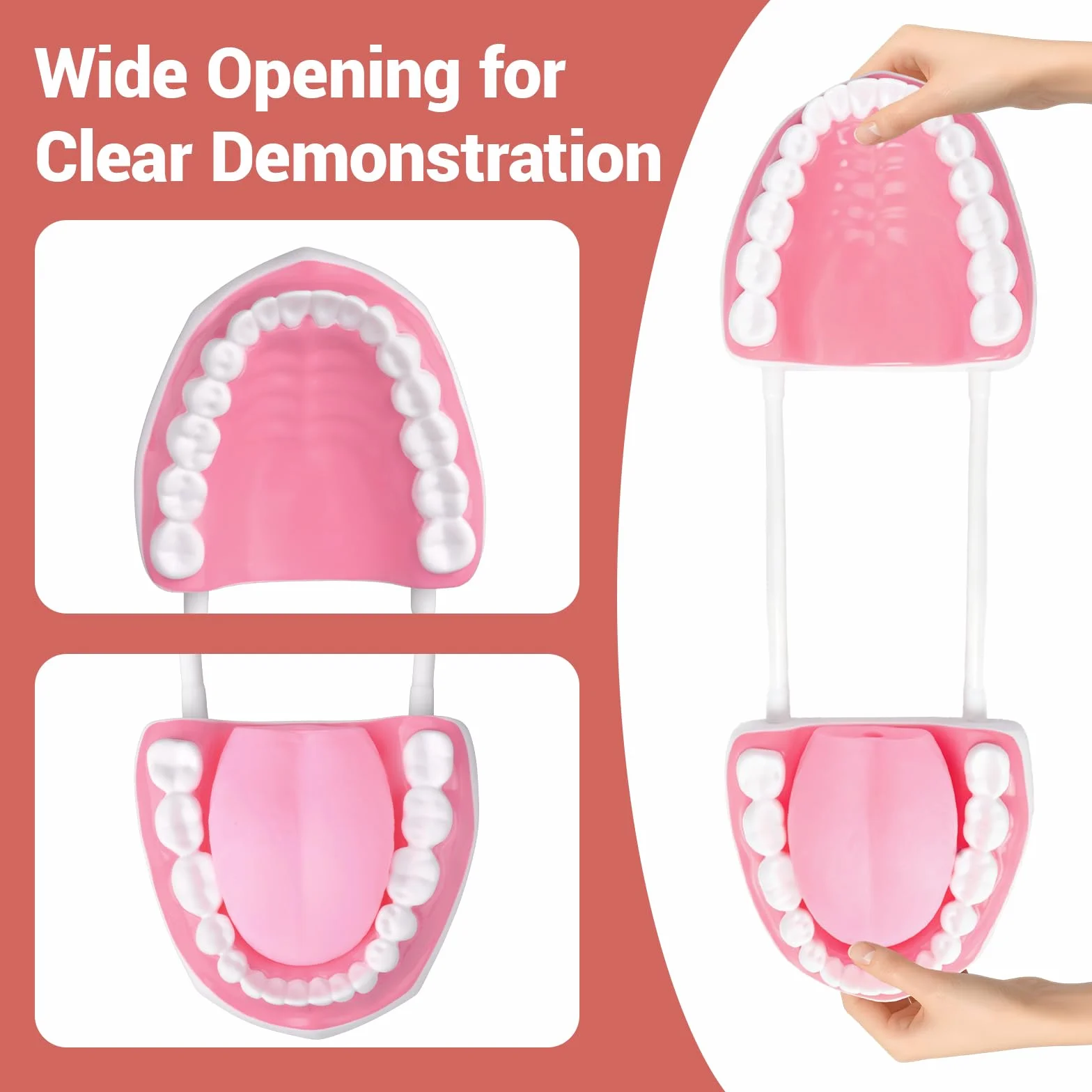 Ultrassist Modello Dentale 6x Ingrandito con Spazzolino per Insegnamento Spazzolatura Bambini