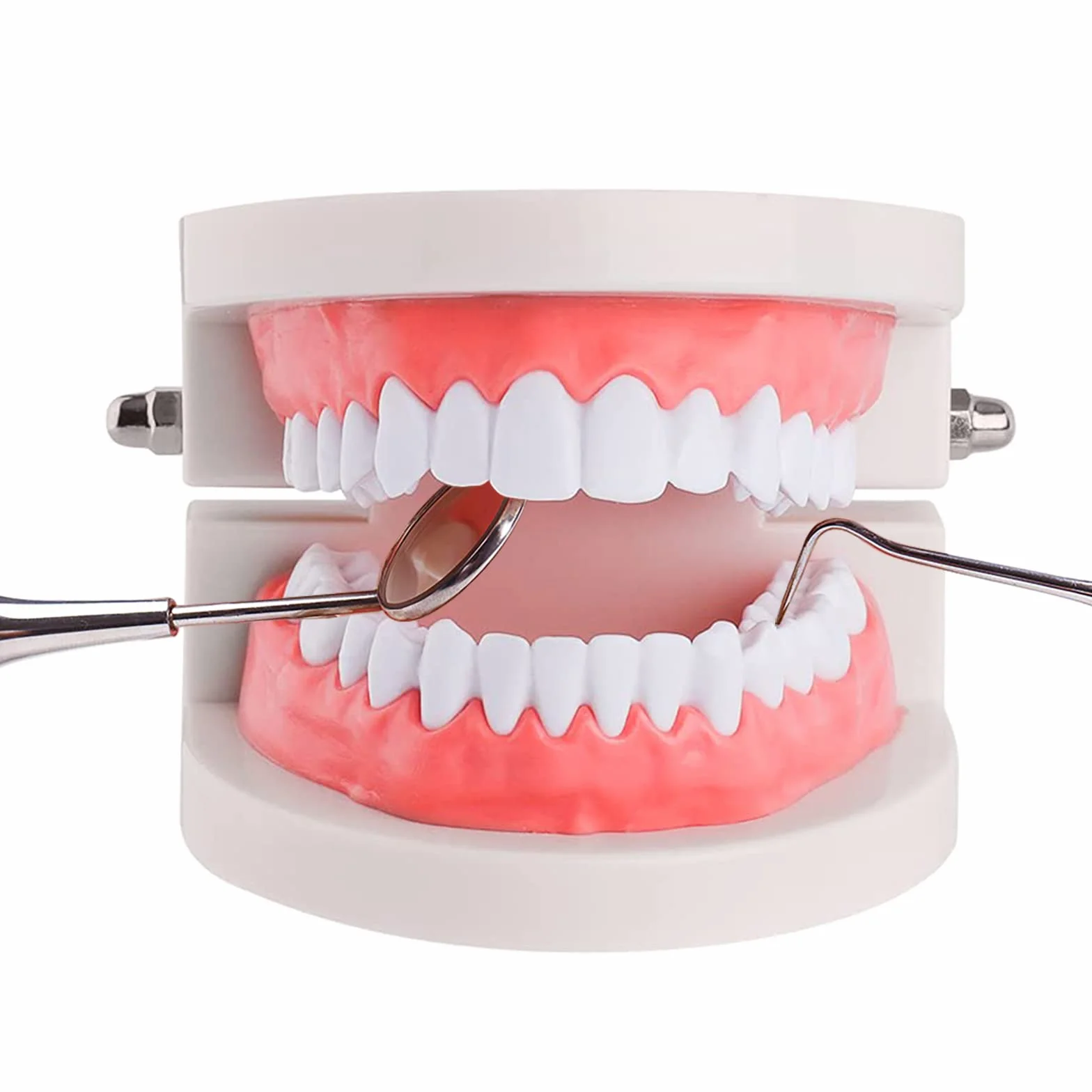 Dental Study Supplies Adult Standard Typodont Teeth Model Without Wisdom Teeth